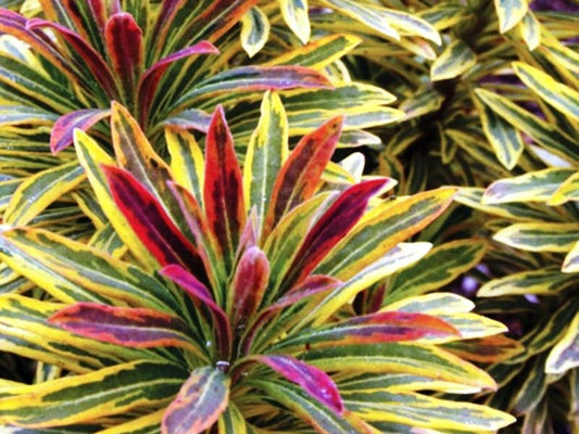 Euphorbia martinii Ascot Rainbow PBR EupmarAR Martins Spurge 200mm