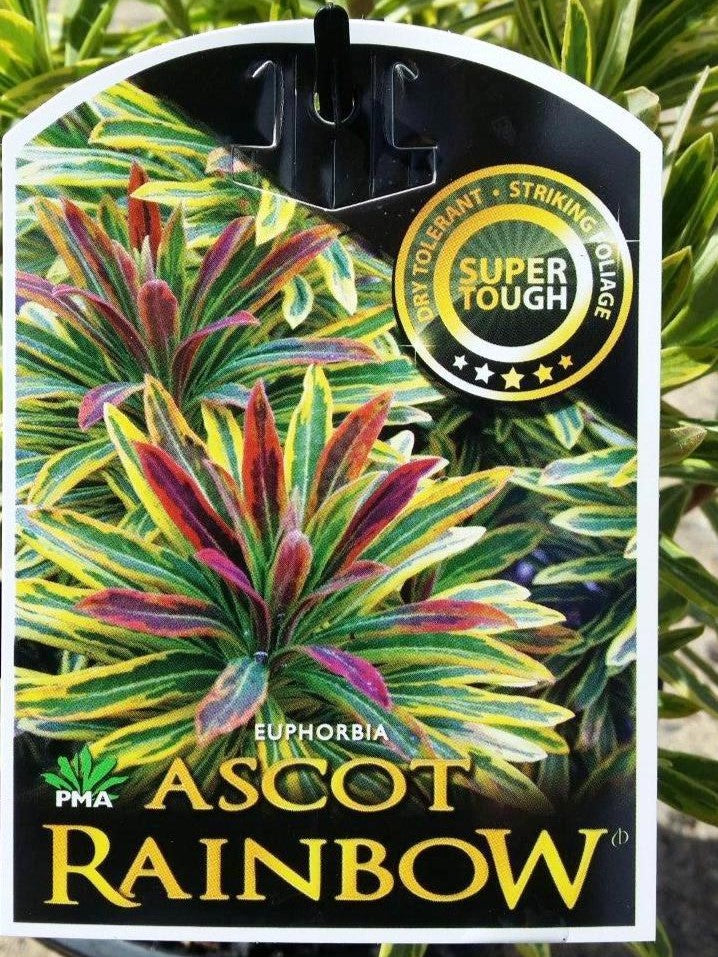 Euphorbia martinii Ascot Rainbow PBR EupmarAR Martins Spurge 200mm