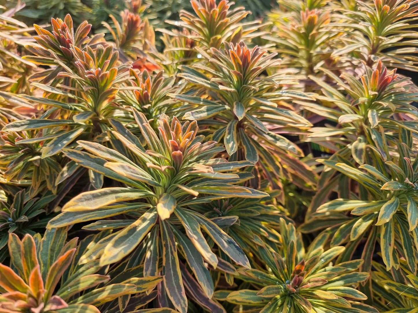 Euphorbia martinii Ascot Rainbow PBR EupmarAR Martins Spurge 200mm