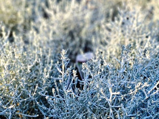 Leucophyta brownii Leubro Cushion Bush