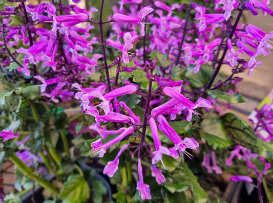 Plectranthus hybrida Mona Amethyst PBR PlehybMA Plectranthus 200mm