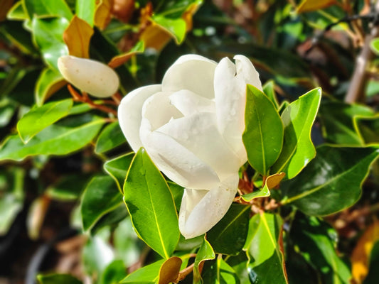 Magnolia grandiflora Little Gem MaggraLG Southern Magnolia, Bull Bay 200mm