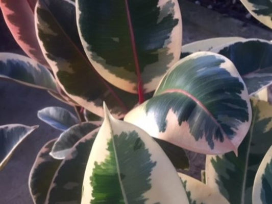 Ficus elastica Tineke FicelaTin Rubber Tree Plant