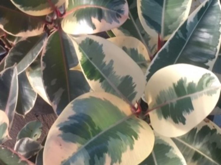 Ficus elastica Tineke FicelaTin Rubber Tree Plant