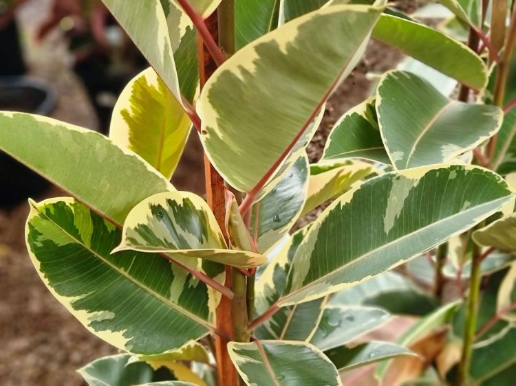Ficus elastica Tineke FicelaTin Rubber Tree Plant