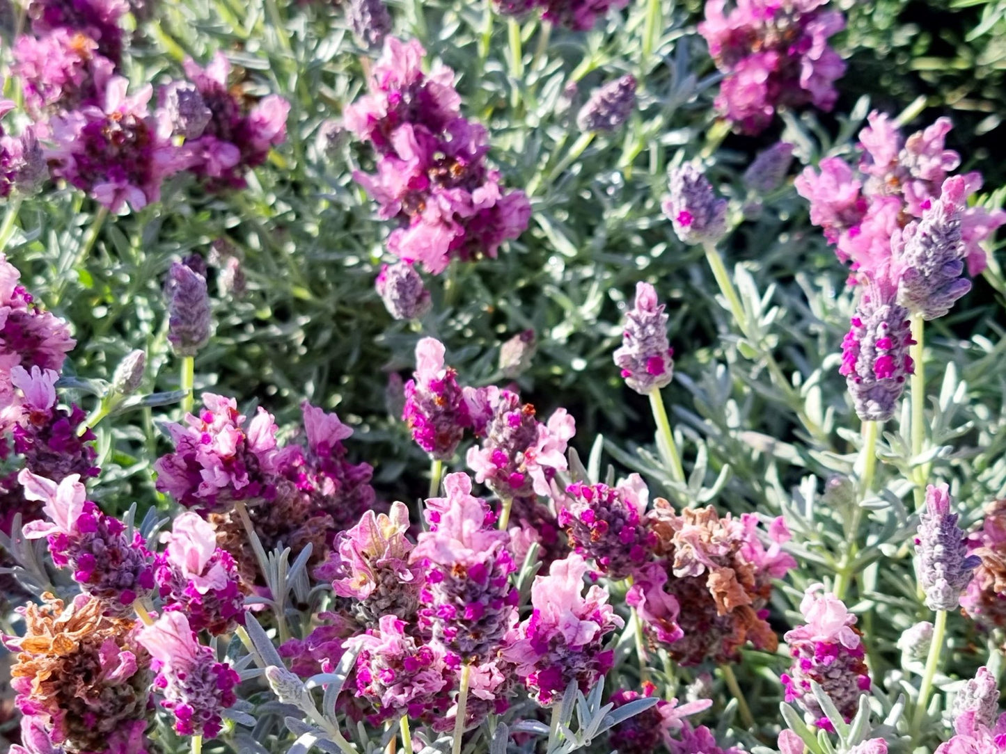 Lavandula hybrida Silver Lining Love LavhybSLL Lavender