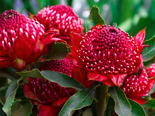 Telopea hybrida Gembrook TelhybGem Waratah 140mm