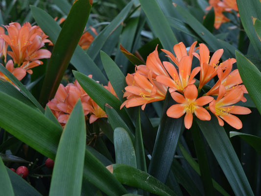 Clivia miniata Climin Kaffir Lily, Bush Lily, Natal Lily