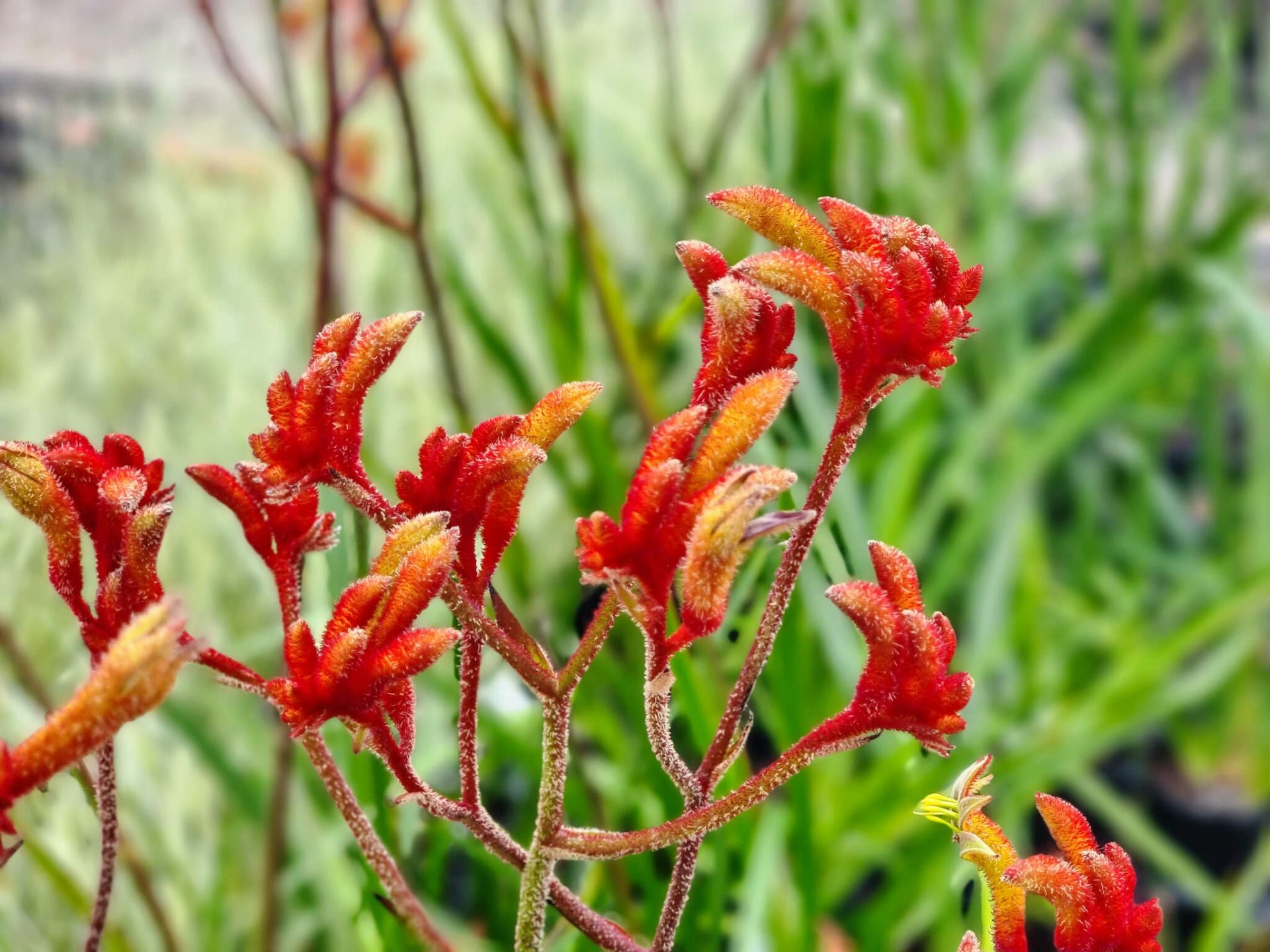 Anigozanthos hybrida Amber Velvet PBR AnihybAV Kangaroo Paw, PBR ...