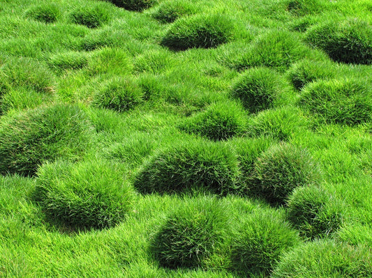 Zoysia tenuifolia Zoyten Temple Grass, No Mow Grass, Petting Grass 140mm