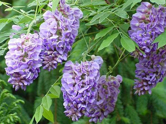 Wisteria frutescens Amethyst Falls PBR WisfruAF American Wisteria 140mm