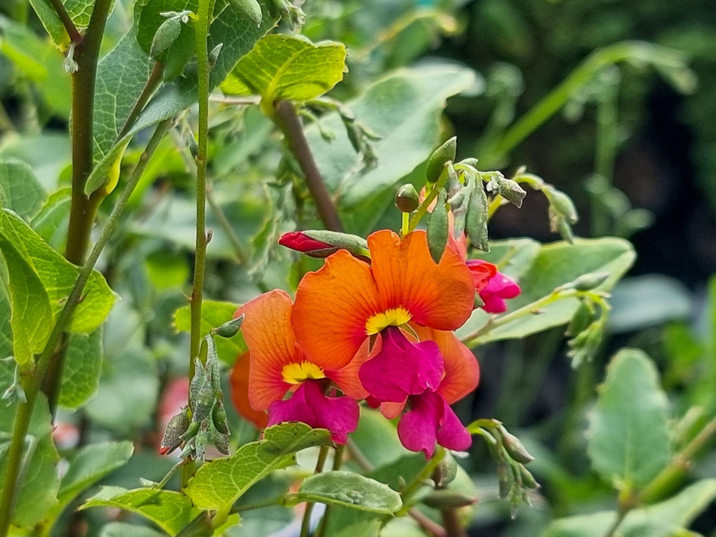 Chorizema cordatum Chocor Heart Leaf Flame Pea, Australian Flame Pea