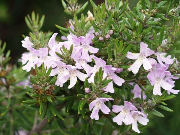 Westringia fruticosa Wynyabbie Gem WesfruWG Native Rosemary, Coastal R ...