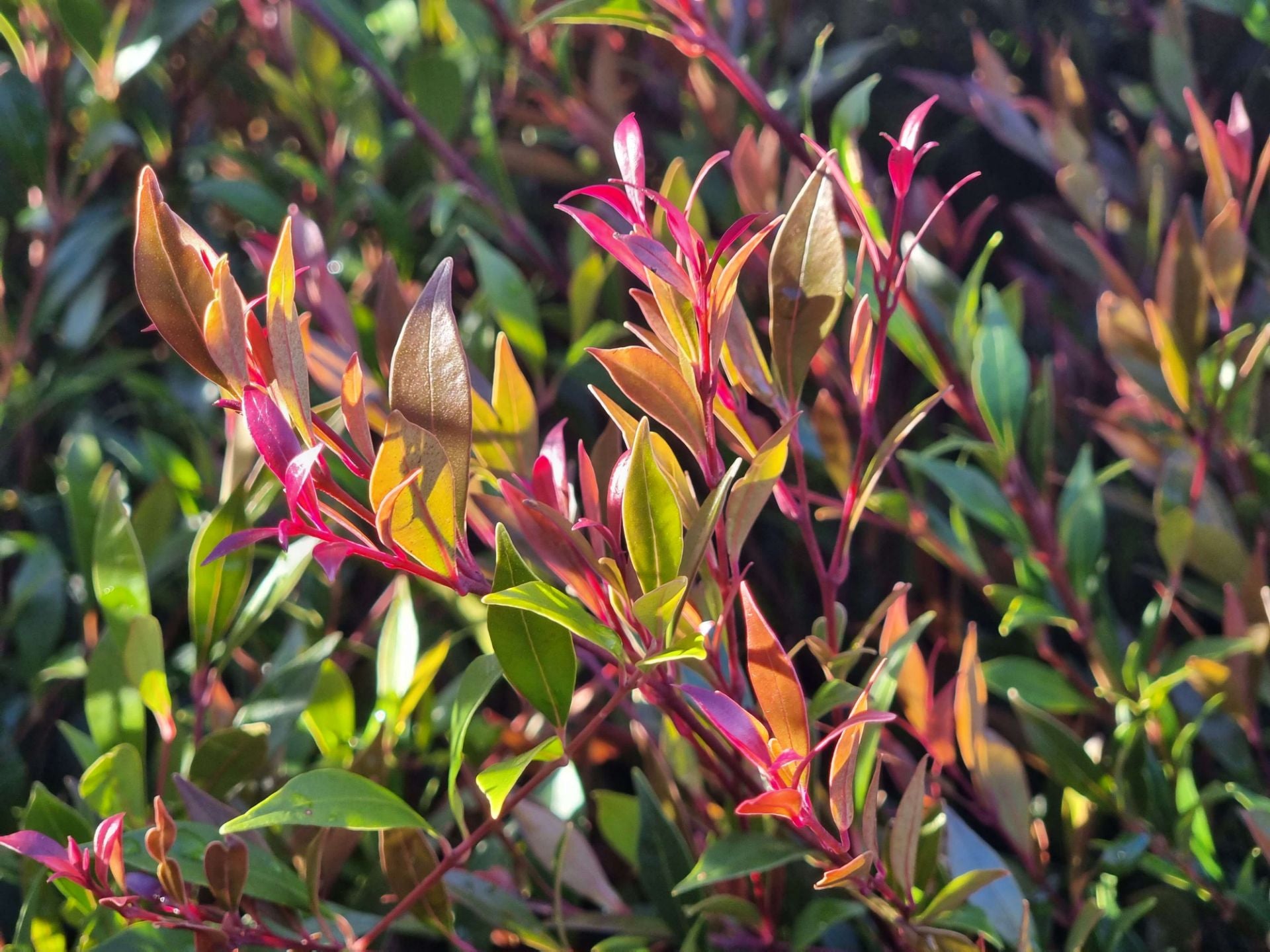 Acmena smithii Forest Flame AcmsmiFF Lilly Pilly 140mm – awesomeplants