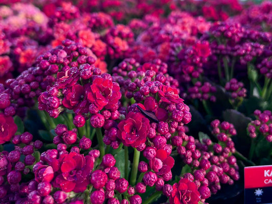 Kalanchoe blossfeldiana Calandiva KalbloCal Flaming Katy, Succulent