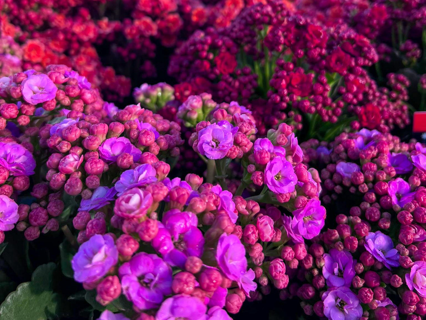 Kalanchoe blossfeldiana Calandiva KalbloCal Flaming Katy, Succulent