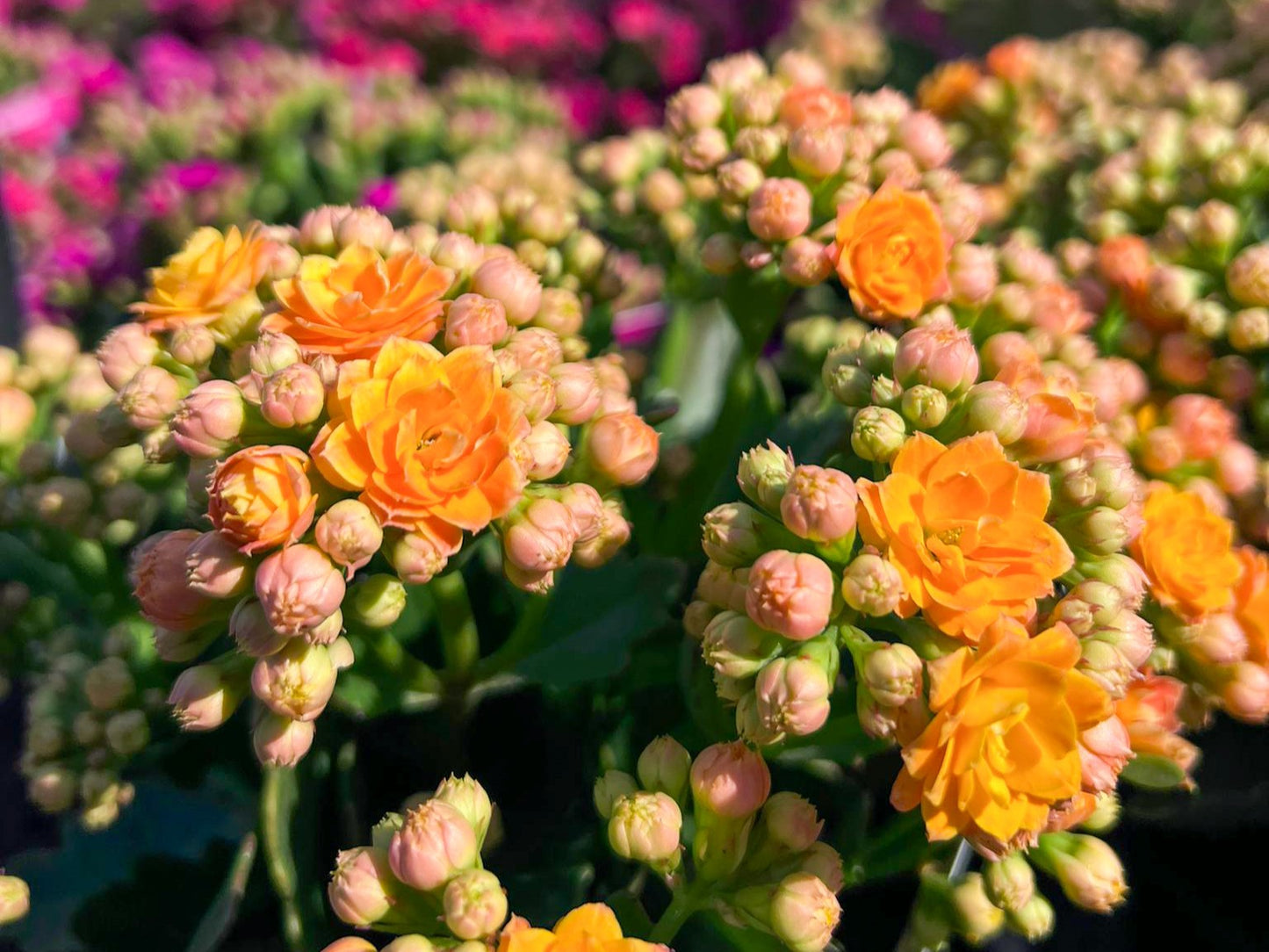 Kalanchoe blossfeldiana Calandiva KalbloCal Flaming Katy, Succulent