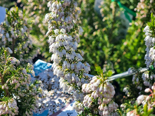 Erica daviesii Eridav Heath