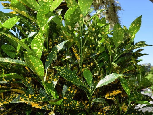 Aucuba japonica Variegata AucjapVa Variegated Spotted Laurel, Japanese Laurel, Gold Dust Plant, Japanese Aucuba