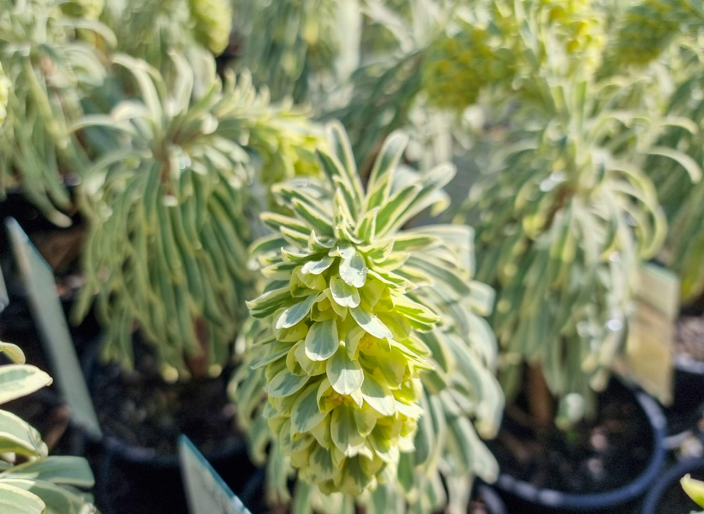 Euphorbia characias Glacier Blue EupchaGB Spurge