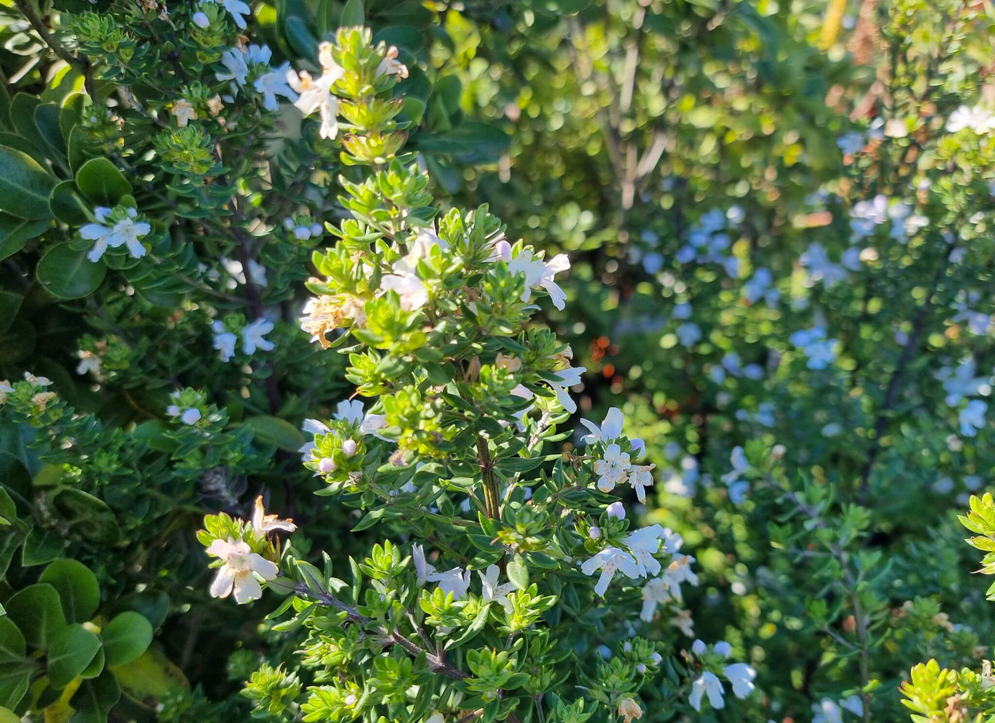 Westringia glabra Wesgla Violet Westringia, Native Rosemary, Coastal Rosemary, Coast Rosemary