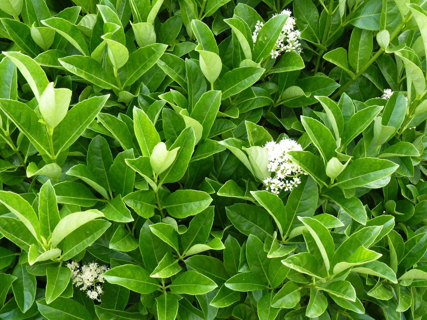 Viburnum odoratissimum Vibodo Syn Microtinus odoratissimus, Viburnum kerrii, Sweet Viburnum