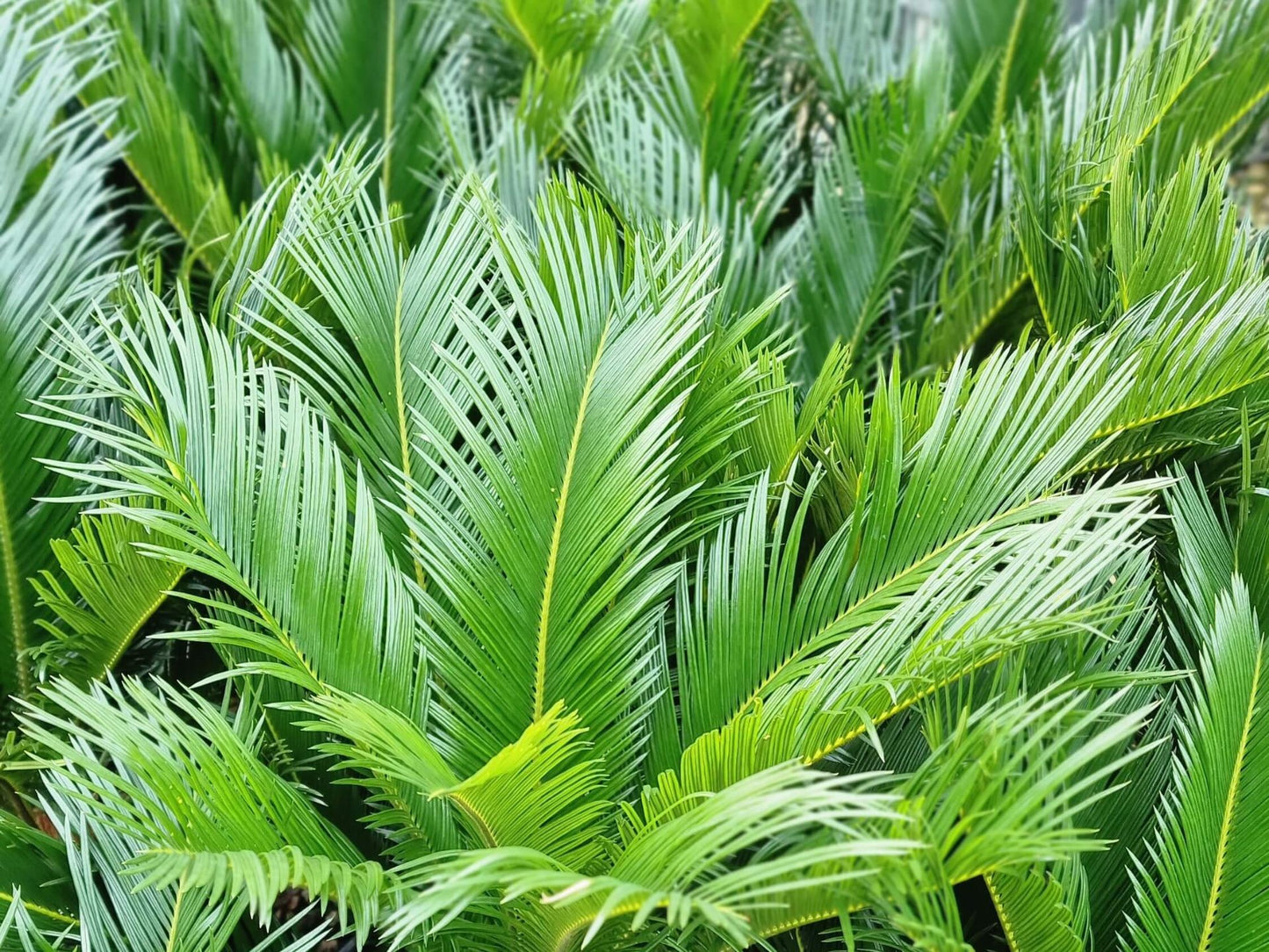 Cycas revoluta Cycrev Cycad, Sago Palm, Japanese Sago Palm, King Sago 200mm