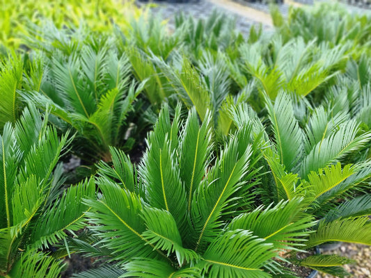 Cycas revoluta Cycrev Cycad, Sago Palm, Japanese Sago Palm, King Sago 140mm