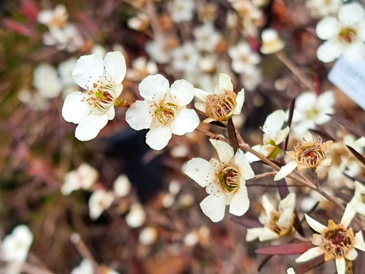 Leptospermum petersonii Copper Glow LeppetCG Lemon Scented Tea Tree