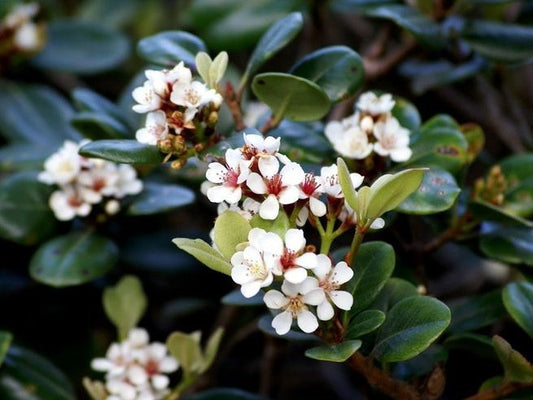 Rhaphiolepis indica Snow Maiden RhaindSM Indian Hawthorn, Raphiolepis