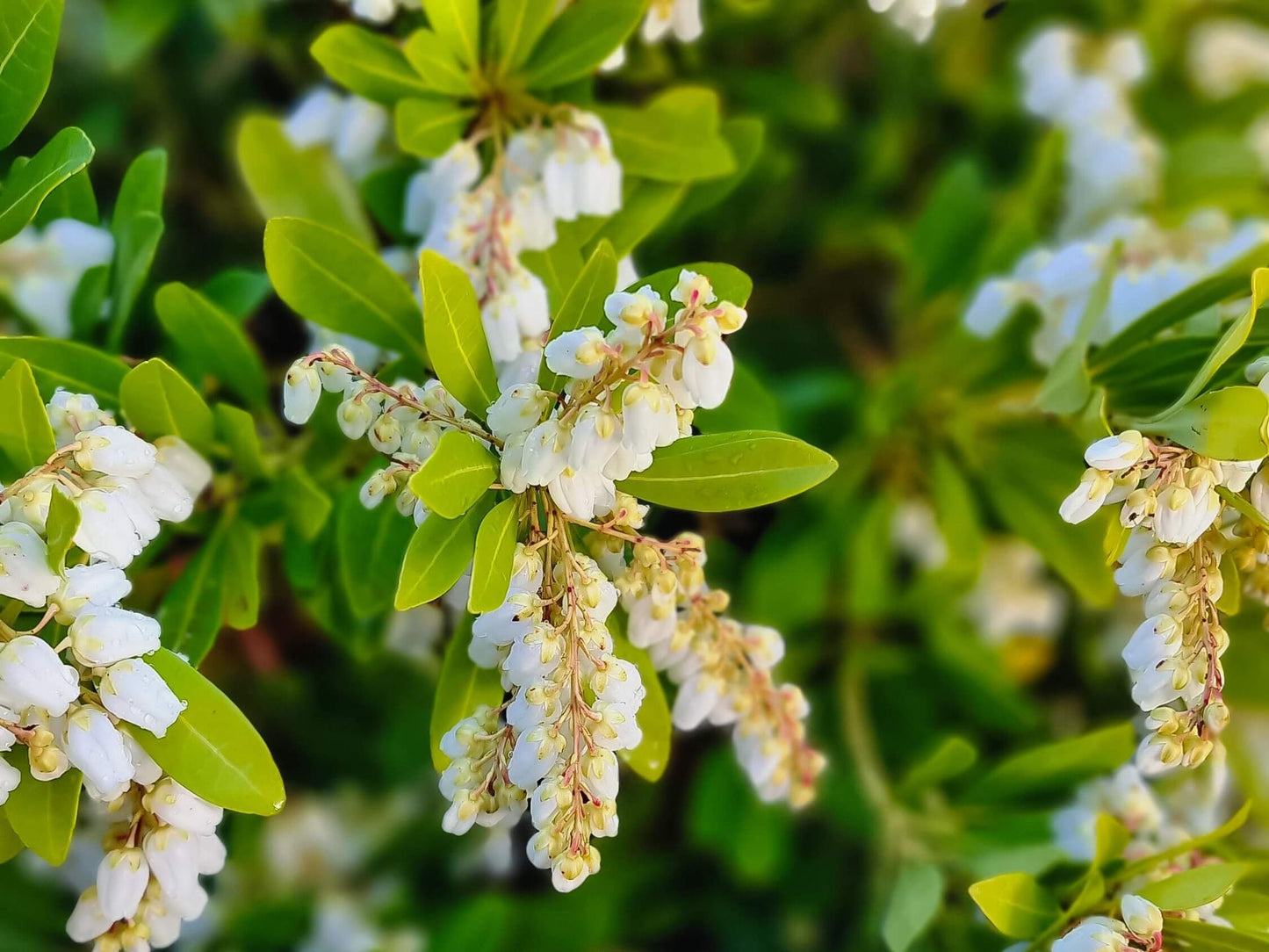 Pieris japonica Temple Bells PiejapTB Japanese Andromeda, Japanese Pieris