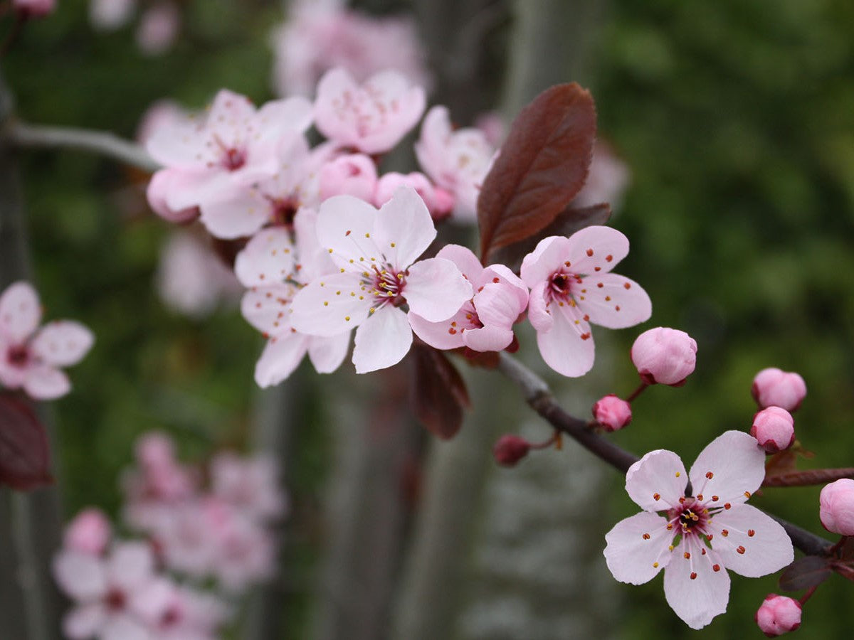 Prunus cerasifera Nigra PrucerNig Purple Leaf Cherry Plum, Flowering Plum, Canada Plum 200mm