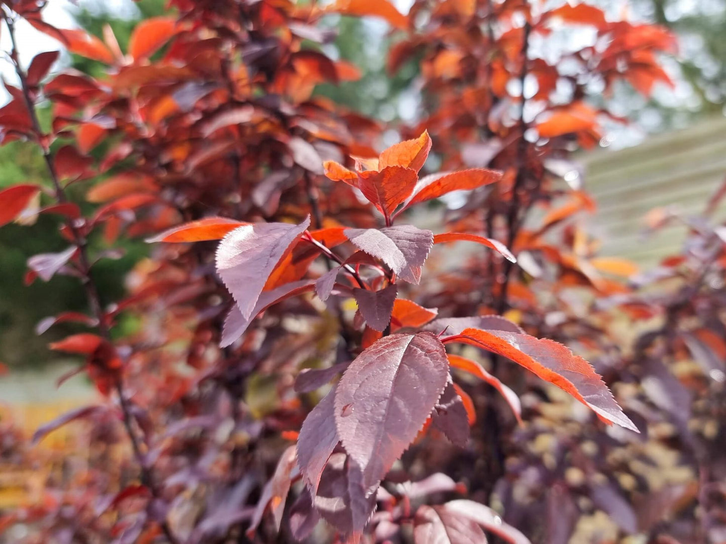 Prunus cerasifera Nigra PrucerNig Purple Leaf Cherry Plum, Flowering Plum, Canada Plum 200mm
