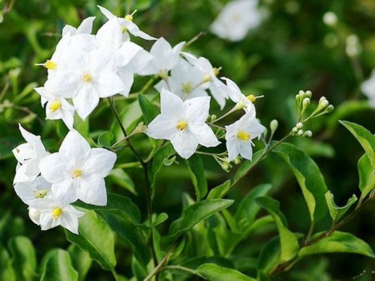 Solanum laxum Sollax Potato Vine, Potato Creeper, syn Solanum jasminoides