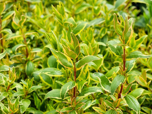 Abelia grandiflora Lime Splice AbegraLS Glossy Abelia 140mm