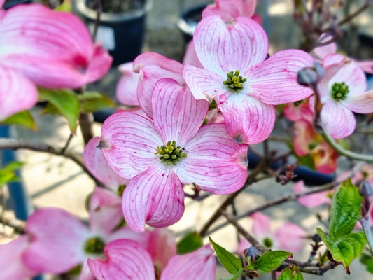 Cornus florida Rubra CorfloRu Red Flowering Dogwood 200mm