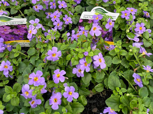 Sutera cordata Megacopa Blue SutcorMB Bacopa, Bacopa cordata 140mm