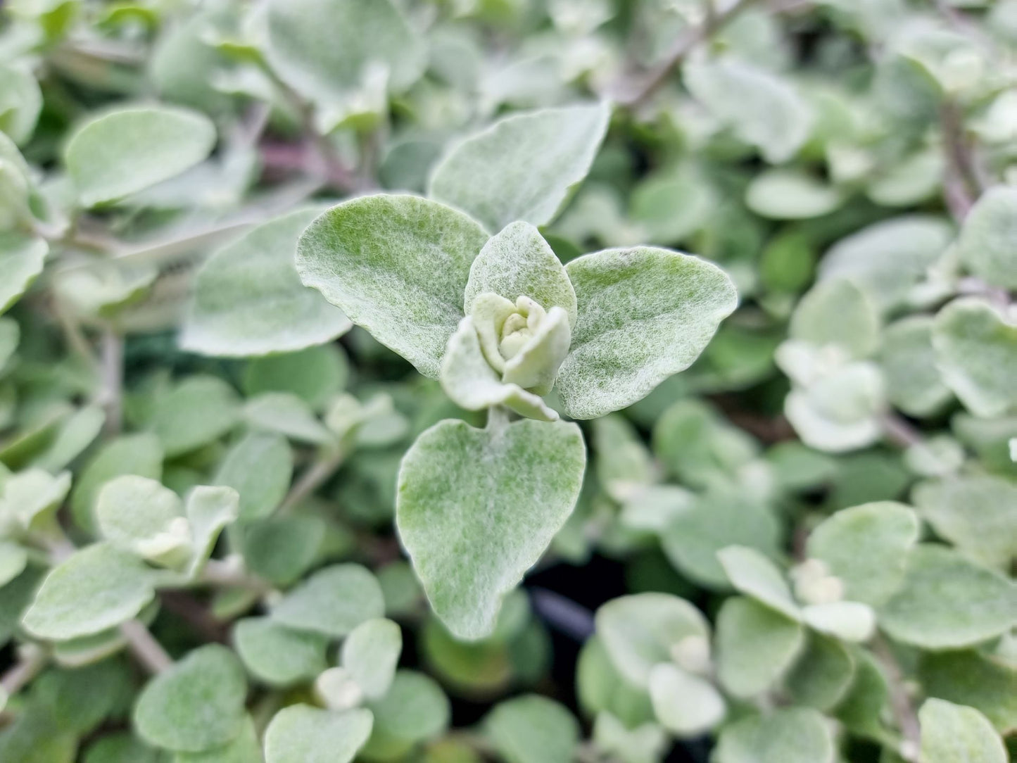 Helichrysum petiolare Helpet Silver Bush Everlasting Flower, Licorice Plant, Trailling Dusty Miller 140mm