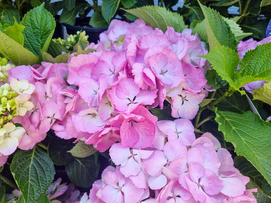 Hydrangea macrophylla Pink Ball HydmacPB Big Leaf Hydrangea, Mophead, French Hydrangea, Lacecap 200mm