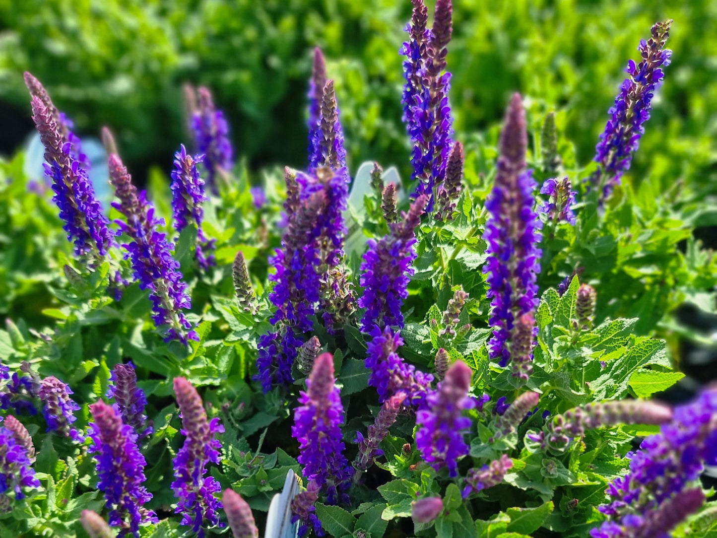 Salvia hybrida Mystic Spires Blue SalhybMSB Sage, 200mm