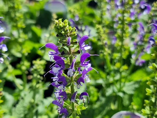 Salvia nemorosa Azure Snow SalnemAS Woodland Sage, Balkan Clary 140mm