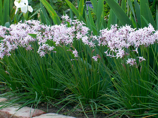 Tulbaghia cominsii violacea Fairy Star PBR TulcvFS Society Garlic, Wild Garlic 70mm