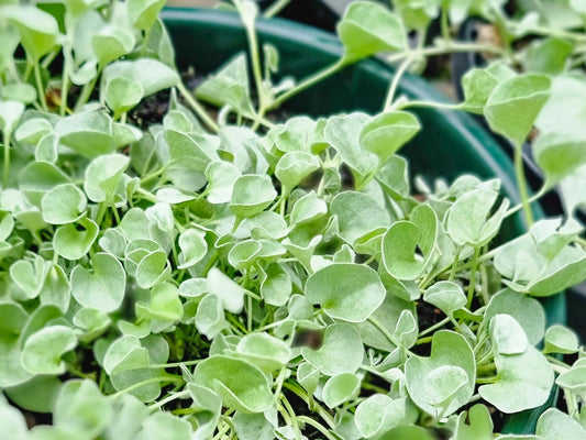 Dichondra argentea Silver Falls DicargSF Silver Kidney Weed, Silver Kidney Grass 140mm