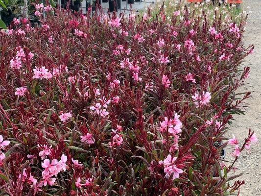 Gaura lindheimeri Belleza Dark Pink GaulinBDP Butterfly Bush