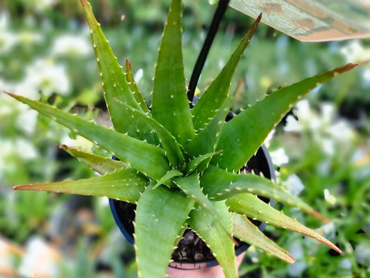 Aloe hybrida Andreas Orange AlohybAO LEO4363, Succulen 140mm