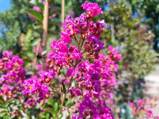 Lagerstroemia indica fauriei Zuni LagifZun Purple Crepe Myrtle 200mm