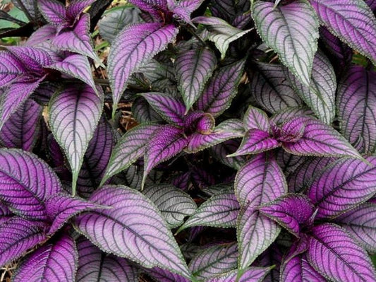 Strobilanthes dyerianus Strdye Persian Shield 120mm