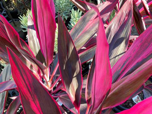 Cordyline fruticosa Red Sister CorfruRSi Cabbage Tree, Cabbage Palm, Good Luck Plant, Palm Lily, Ti Plant 200mm