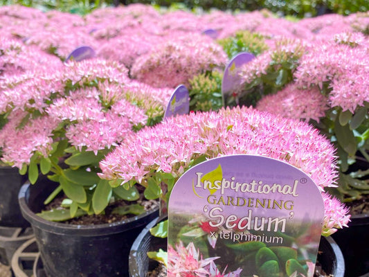 Sedum spectabile Pure Joy SedspePJ Showy Stonecrop, Ice Plant, Butterfly Stonecrop, Succulent 140mm