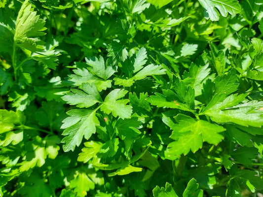 Petroselinum crispum neapolitanum Petcn Italian Parsley, Flat Leaved Parsley, Herb 100mm